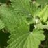 Le piante grasse: o si chiamano Succulente…