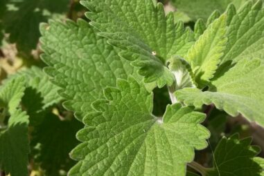 Nepetella o mentuccia comune – aromatiche
