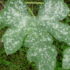 Epipactis microphylla: orchidea selvatica