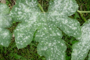 Oidio, Macchie bianche sulle foglie