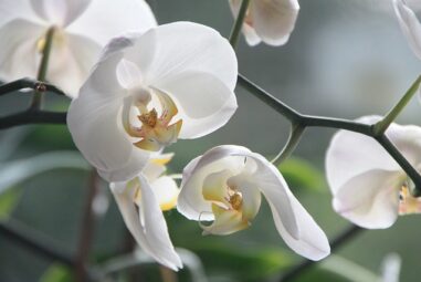 Le Orchidee o Orchidaceae
