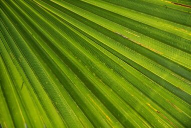 La palma comune – Trachycarpus