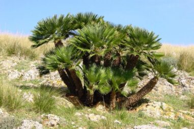 Palma nana – La Palma di San Pietro