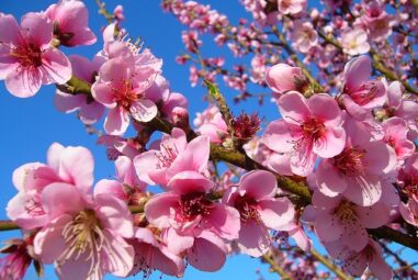 Rosaceae: Il pesco, bellissimi fiori