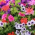 Coltivazione e cura della Bougainvillea: una pianta rampicante dai fiori colorati.