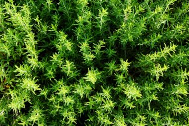 10 consigli come coltivare il timo pianta aromatica