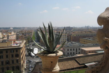 Manuale per la cura piante grasse da interno