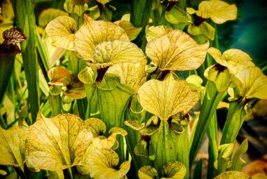 Sarracenia: La pianta carnivora