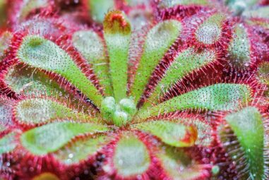 Le piante carnivore: non sono nate, ma lo sono diventate