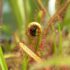 Pinguicula: pianta carnivora simile alla primula