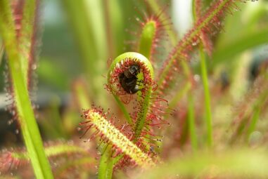 Qualche consiglio per coltivare le piante carnivore