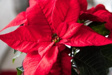 Stelle di Natale: decora tavola natalizia