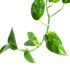 Anthurium, Le cure giuste per una pianta da interno