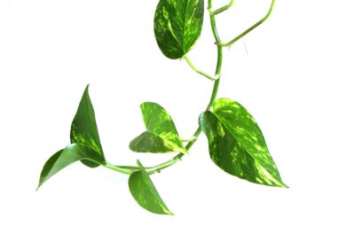Pothos: poche cure e resistente, molti risultati