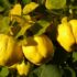 Il sorbo domestico – Sorbus domestica