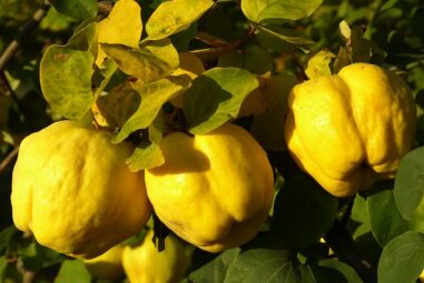 Rosaceae: Il cotogno del Giappone