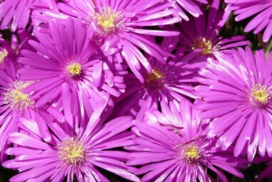 Delosperma | pianta sempre verde