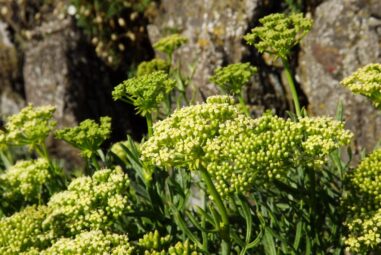 Finocchio marino | Crithmum maritimum l. – Piante aromatiche