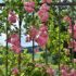 Piante Rose – Tutto quello che devi sapere.