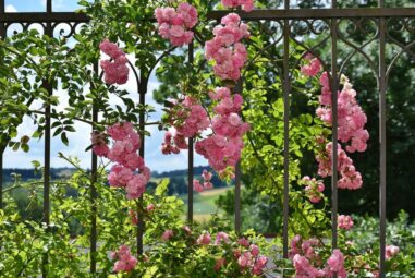 Tipi di Rose – La classificazione delle Rose