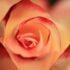 Amaryllis: unico nel suo genere