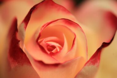 Piante Rose – Tutto quello che devi sapere.