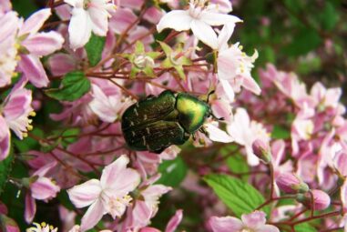 Coleotteri | Coleoptera mini guida