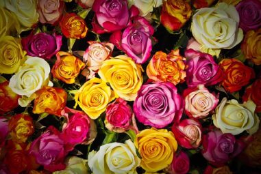 La Rosa: la regina dei nostri giardini