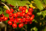 Il sorbo domestico – Sorbus domestica