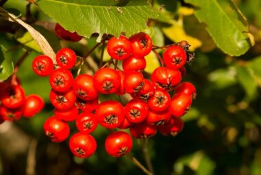 Il sorbo domestico – Sorbus domestica