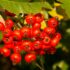 Rosaceae: Il cotogno del Giappone