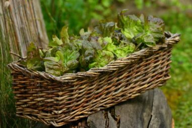 Coltivare l’orto in una cassetta sul balcone…
