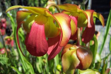 Pianta carnivora: Sarracenia alta 1 metro