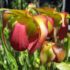 Le piante bulbose o  tuberi, rizomi…