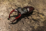 Lucanus cervus | Cervo volante insetto utile