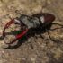 Coleotteri | Coleoptera mini guida