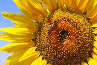 La pianta del girasole: e le sue 1000 proprietÃ 