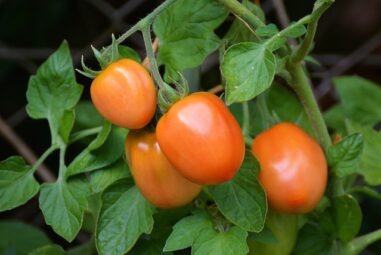 La pianta di pomodoro: originaria America latina