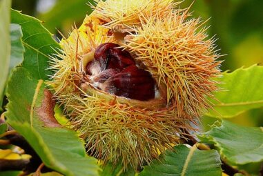 Il Castagno: Alberi fruttiferi a foglia caduca