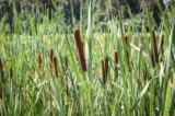 Acorus calamus oppure Calamo aromatico