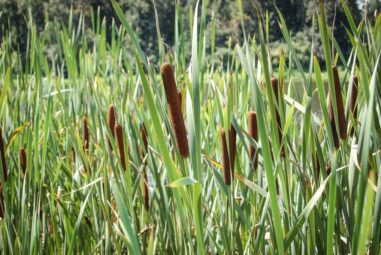 Acorus calamus oppure Calamo aromatico