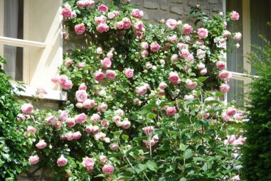 Rose rampicanti : Rosai sarmentosi