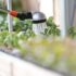 Fiori primaverili da balcone | le bulbose