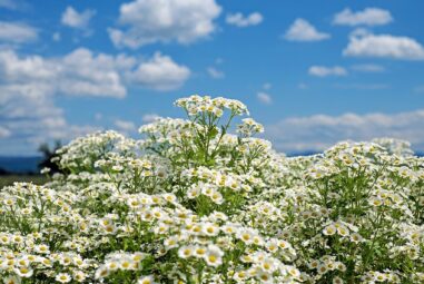 Camomilla marina – Anthemis maritima